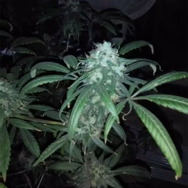 Skunk No. 1